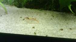 Pflanzen im Aquarium Garnelen-Tempel by Malawifreak