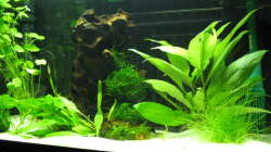 Pflanzen im Aquarium Garnelen-Tempel by Malawifreak