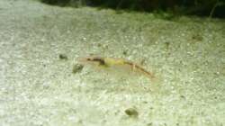 Pflanzen im Aquarium Garnelen-Tempel by Malawifreak