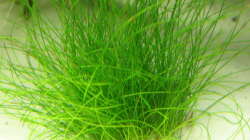 Pflanzen im Aquarium Garnelen-Tempel by Malawifreak