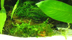 Pflanzen im Aquarium Garnelen-Tempel by Malawifreak