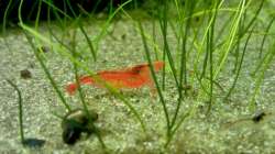 Pflanzen im Aquarium Garnelen-Tempel by Malawifreak