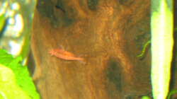 Red Fire auf Holzstamm