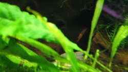 Pflanzen im Aquarium Garnelen-Tempel by Malawifreak