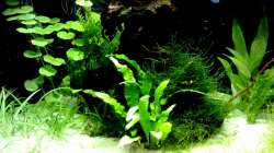 Pflanzen im Aquarium Garnelen-Tempel by Malawifreak