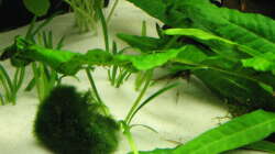 Pflanzen im Aquarium Garnelen-Tempel by Malawifreak