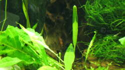 Pflanzen im Aquarium Garnelen-Tempel by Malawifreak