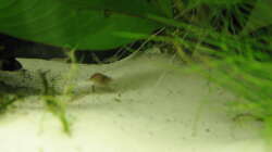 Pflanzen im Aquarium Garnelen-Tempel by Malawifreak