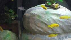 Nachwuchs 16.08.2011 Bild 2