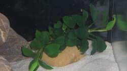 Anubia nana bonsai 1