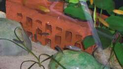 Nachwuchs 16.08.2011 Bild 9