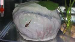 Nachwuchs 16.08.2011 Bild 14