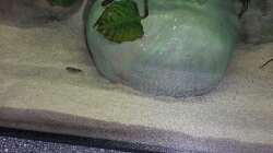 Nachwuchs 16.08.2011 Bild 12