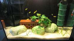 Aufzuchtbecken 8 für die kleinen bis 4 cm