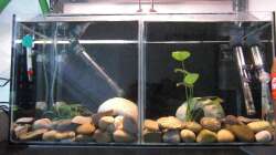 Becken 3 und 4, 2x 30 Liter für tragende Weibchen