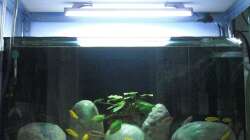 Aufzuchtbecken 2, 128 Liter