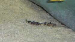 Nachwuchs 16.08.2011 Bild 11