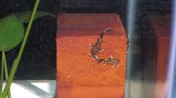 Nachwuchs 16.08.2011 Bild 4