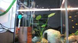 Aufzuchtbecken 3 für tragende Weibchen