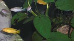 Nachwuchs 16.08.2011 Bild 6