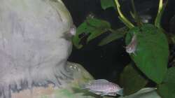 Nachwuchs 16.08.2011 Bild 5