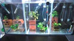  Becken 5 bis 7, 3 x 20 Liter Brutbecken 