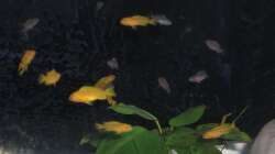 Nachwuchs 16.08.2011 Bild 7