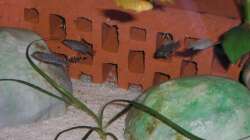 Nachwuchs 16.08.2011 Bild 10