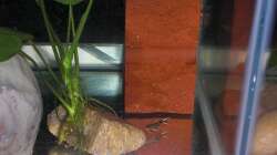 Nachwuchs 16.08.2011 Bild 3