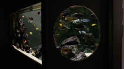 Aquarium Becken 13672
