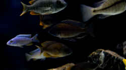 Besatz im Aquarium Becken 13672