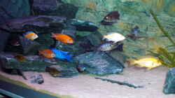 Besatz im Aquarium Malawitank