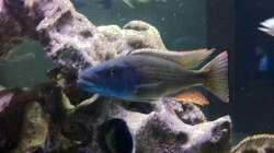 Besatz im Aquarium LaikMe Tank