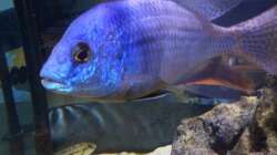 Besatz im Aquarium LaikMe Tank