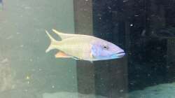 Besatz im Aquarium LaikMe Tank