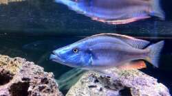 Besatz im Aquarium LaikMe Tank