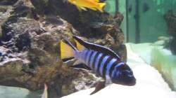 Ps. elongatus mpanga