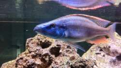 Besatz im Aquarium LaikMe Tank