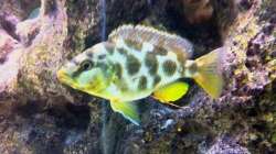 Besatz im Aquarium LaikMe Tank