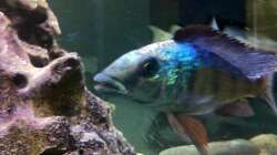 Besatz im Aquarium LaikMe Tank