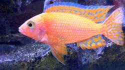 Besatz im Aquarium LaikMe Tank