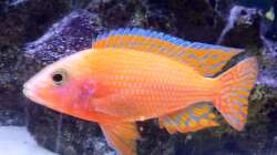 Besatz im Aquarium LaikMe Tank