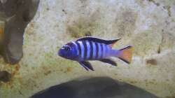 Pseudotropheus elongatus mpanga (Bock)