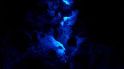 Gute Nacht / Mondlicht