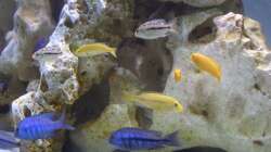 yellows, johannis, taeniolatus, annectens & im Background elongatus mpanga