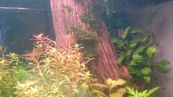 Dekoration im Aquarium Samarai