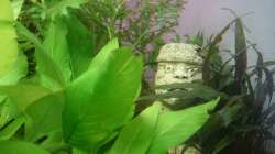 Dekoration im Aquarium Samarai