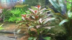 Pflanzen im Aquarium Samarai