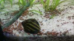 Besatz im Aquarium Samarai