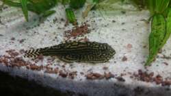 Besatz im Aquarium Samarai